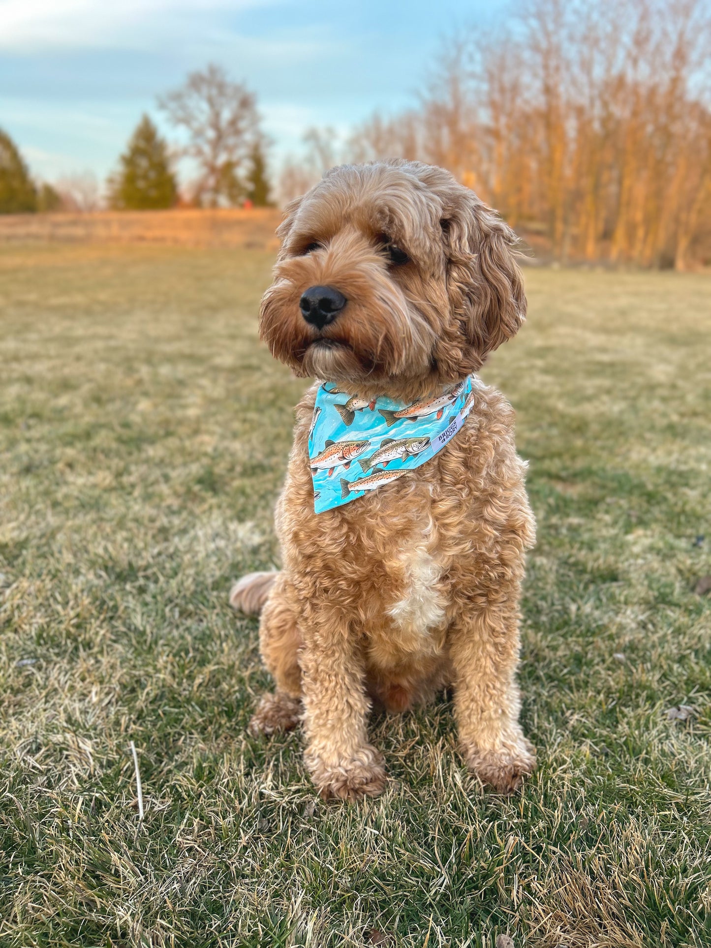 Fish Dog Bandana