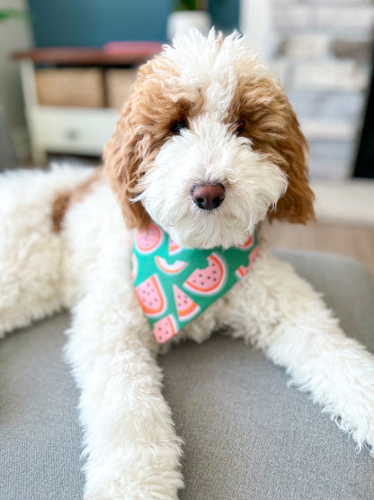 Cavapoo wearing a Watermelon Dog Bandana | Summer Canine Fashion - Briggs and Rory