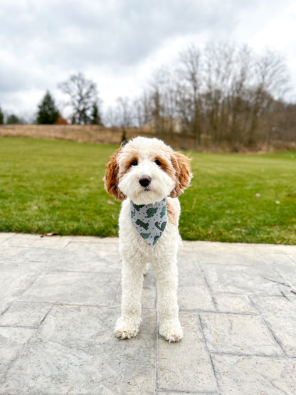 Cavapoo Valentine’s Day Dog Bandana