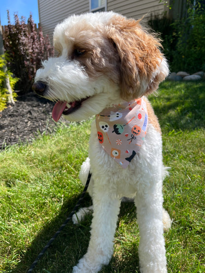 Halloween Candy Dog Bandana