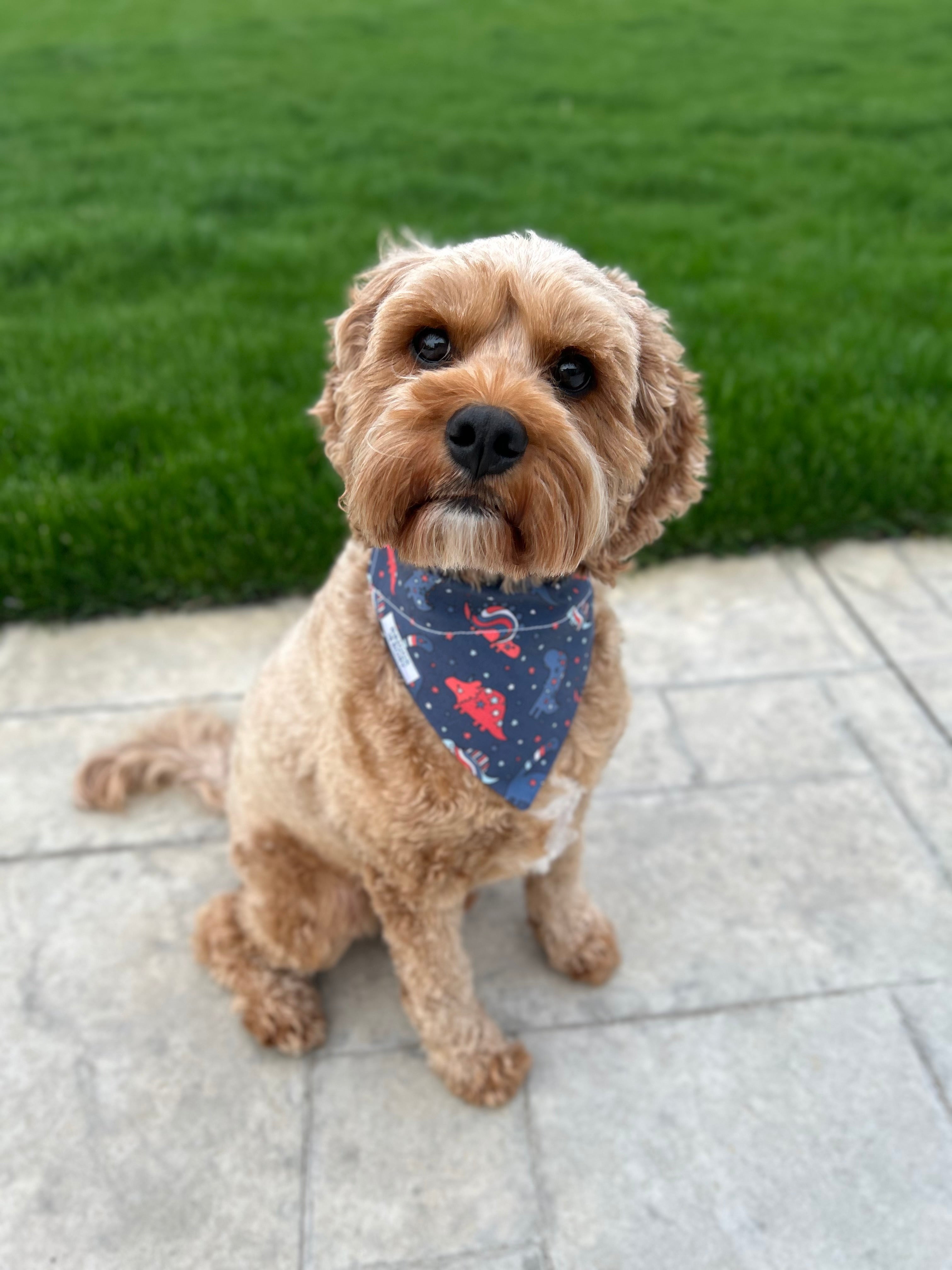 July 4th dog bandana best sale