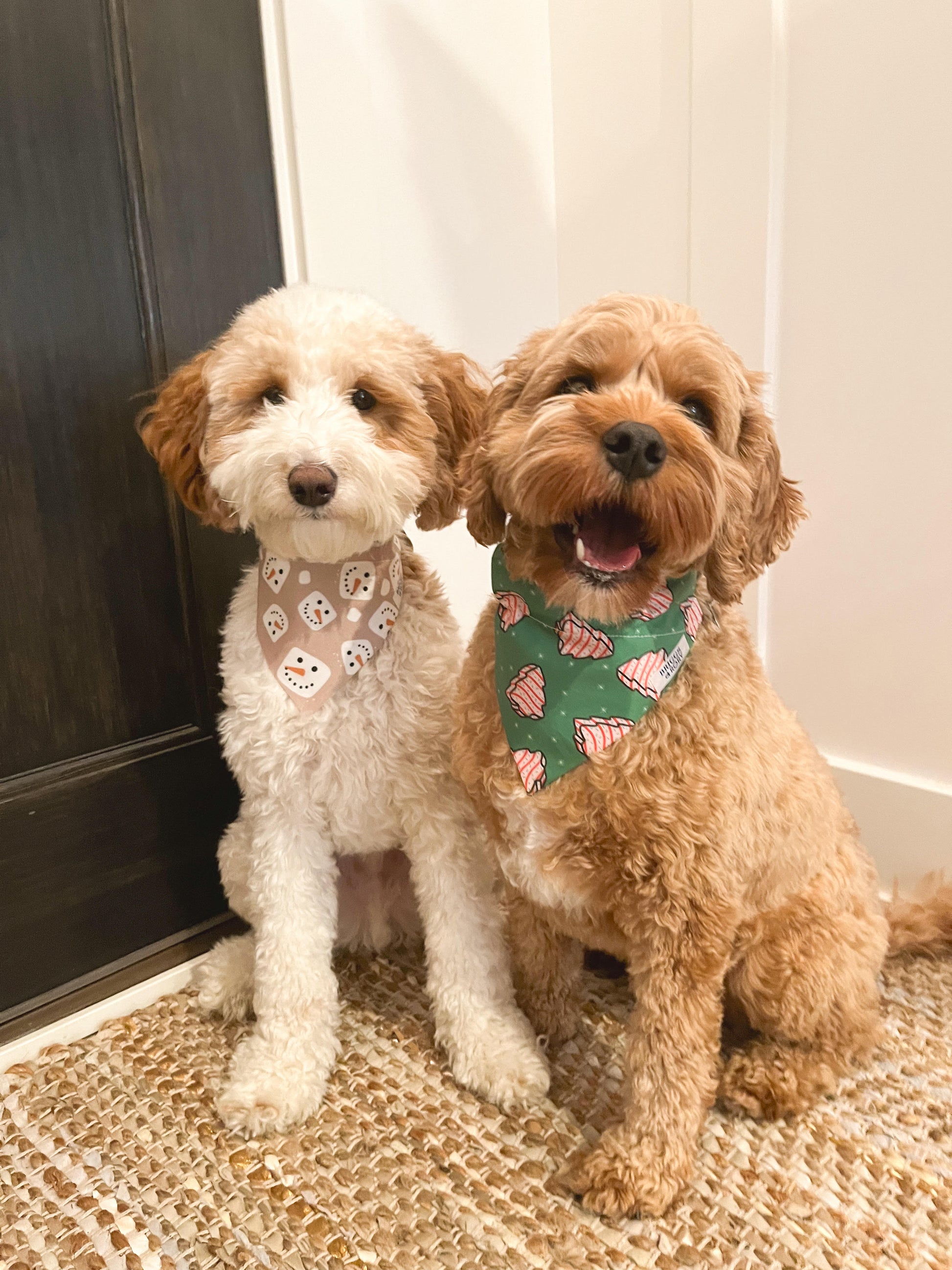 Cavapoo Wearning An Over the Collar Christmas Tree Cakes Dog Bandana Made by Briggs and Rory