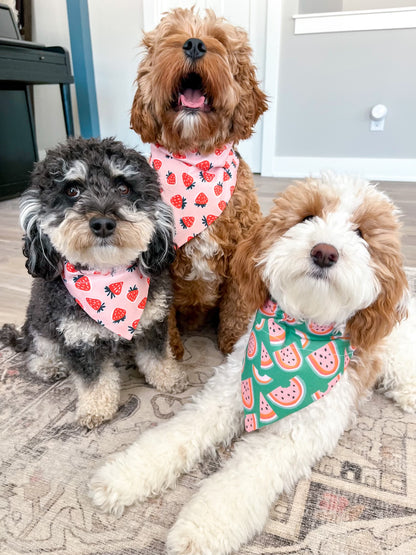 Cavapoos wearing Watermelon Dog Bandana | Summer Canine Fashion - Briggs and Rory