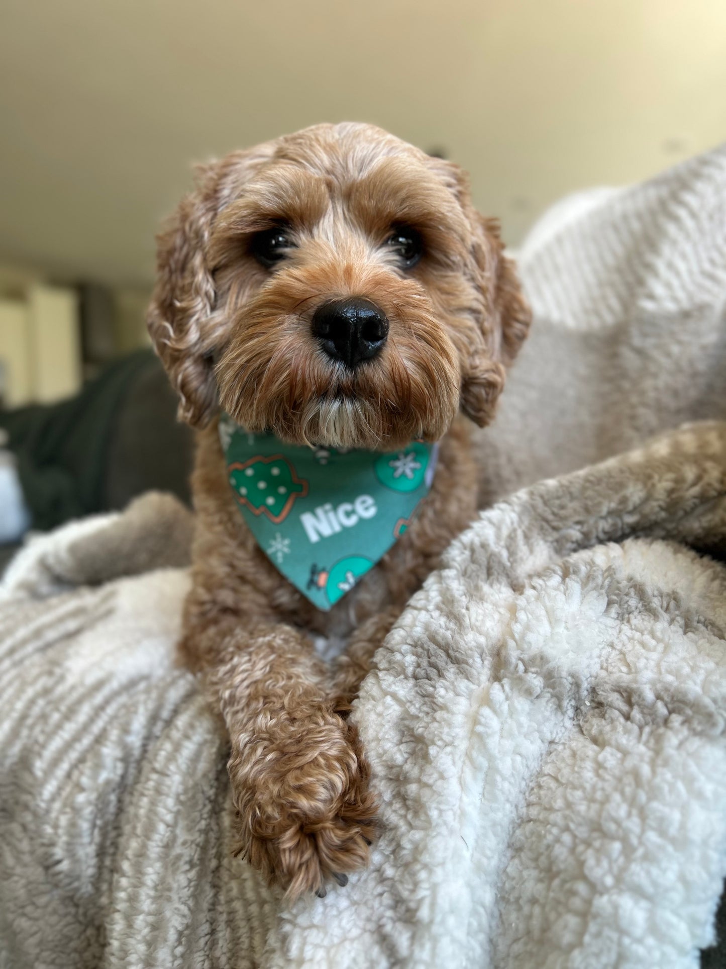 Cavapoo wearing an Over the Collar Nice Christmas Dog Bandana