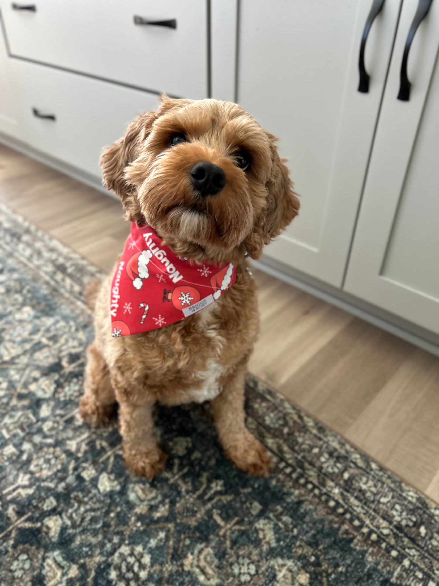 Cavapoo Wearing a Naughty Christmas Dog Bandana by Briggs and Rory - Over the Collar Christmas Dog Bandana - Naughty and Nice Dog Bandana Collection