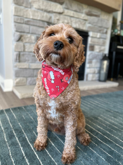 Cavapoo Wearing a Naughty Christmas Dog Bandana by Briggs and Rory - Over the Collar Christmas Dog Bandana - Naughty and Nice Dog Bandana Collection