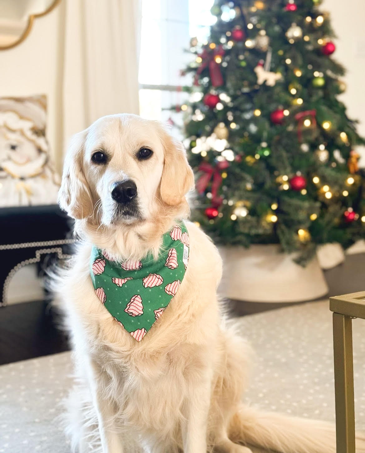 Dog Wearing an Over the Collar Christmas Tree Cakes Dog Bandana Made by Briggs and Rory