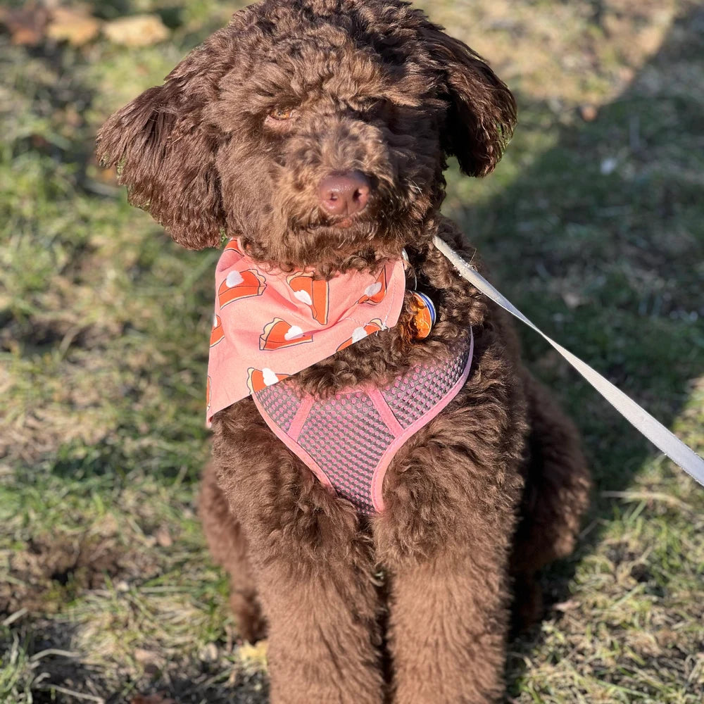 Pumpkin Pie Dog Bandana