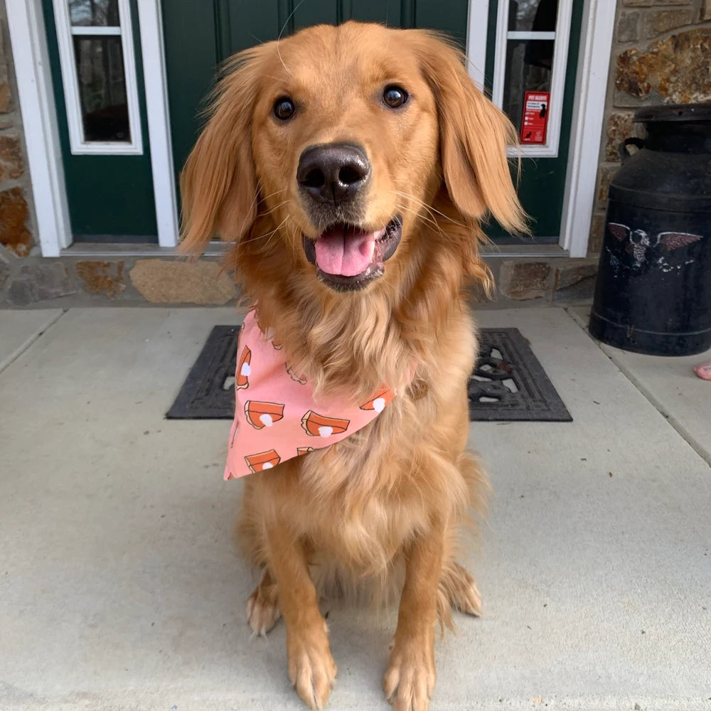 Dog wearing a pumpkin pie dog bandana