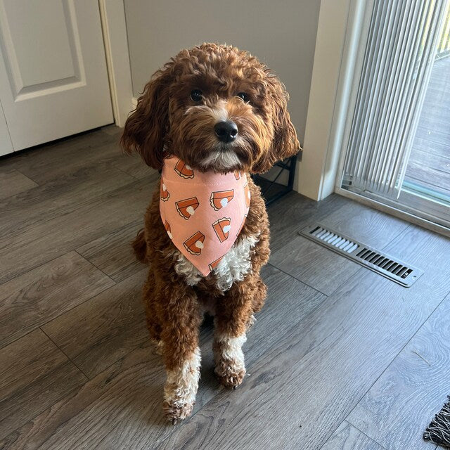 Pumpkin Pie Dog Bandana