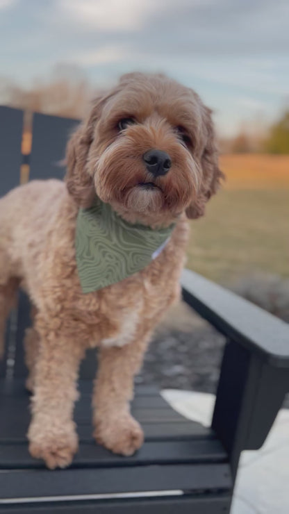 Topographic Map Dog Bandana