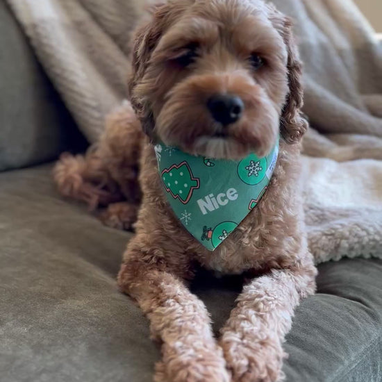 Cavapoo Wearing a Over the Collar Nice Christmas Dog Bandana - the bandana slips over your dogs collar, made by Briggs and Rory