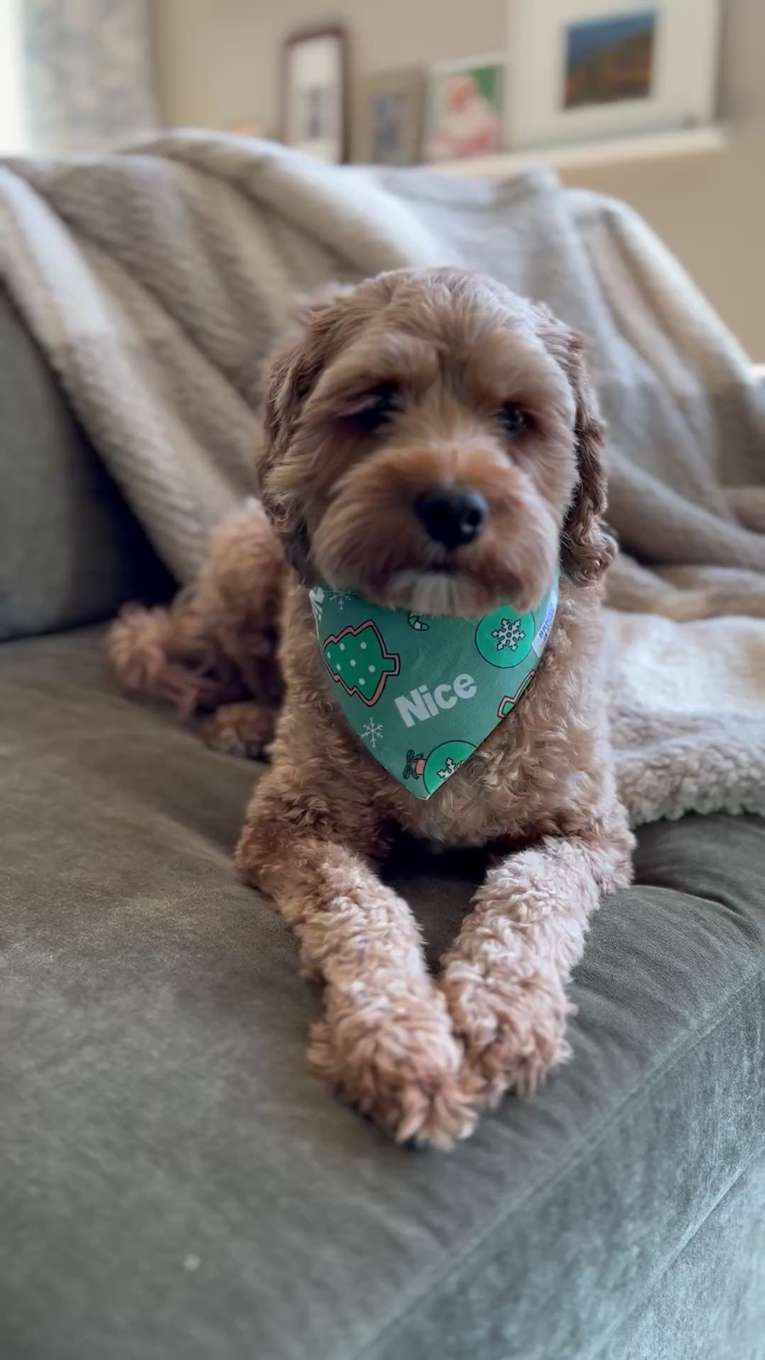 Cavapoo Wearing a Over the Collar Nice Christmas Dog Bandana - the bandana slips over your dogs collar, made by Briggs and Rory