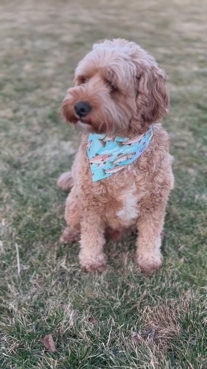 Fish Dog Bandana