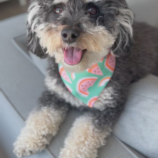 Cavapoo wearing a Watermelon Dog Bandana | Summer Canine Fashion - Briggs and Rory