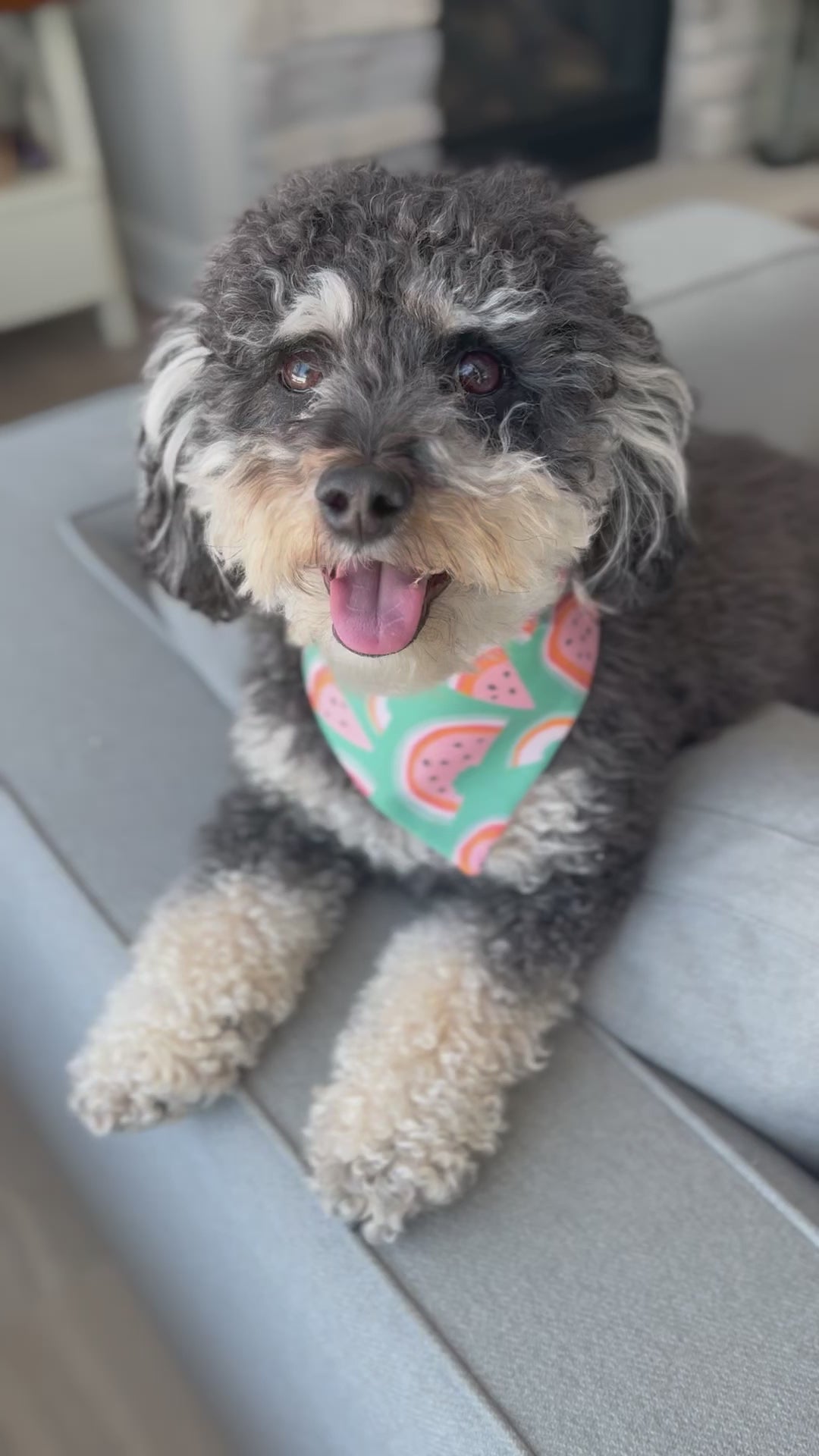 Cavapoo wearing a Watermelon Dog Bandana | Summer Canine Fashion - Briggs and Rory