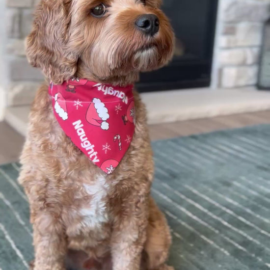 Cavapoo Wearing a Naughty Christmas Dog Bandana