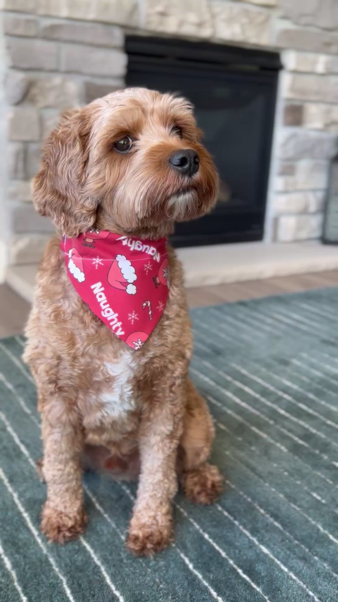 Cavapoo Wearing a Naughty Christmas Dog Bandana