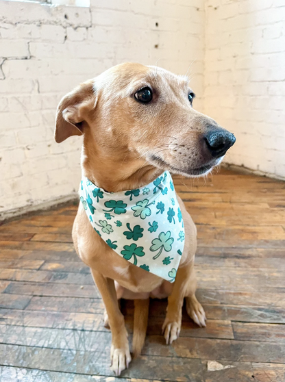 Dog wearing Lucky Clover Dog Bandana