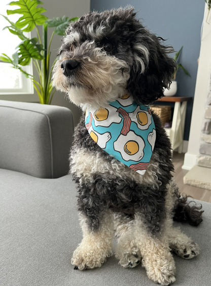 Cavapoo wearing Eggs & Bacon Dog Bandana