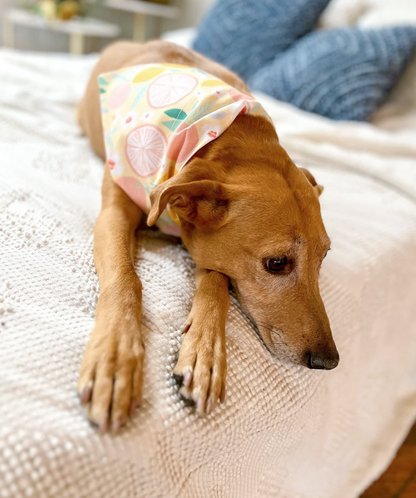 Lemons & Grapefruit Dog Bandana