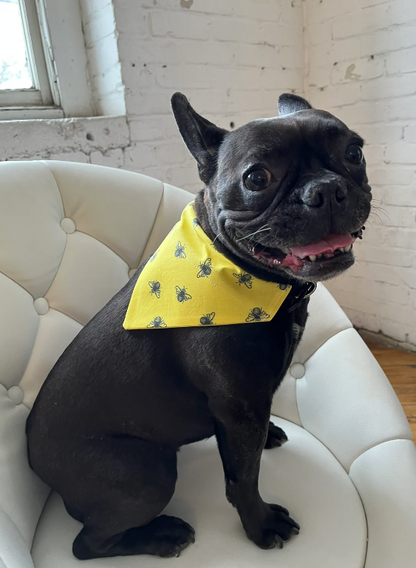 French bulldog wearing Bumblebee Dog Bandana