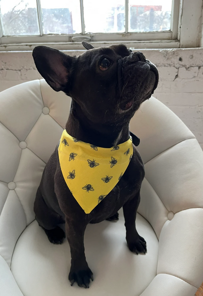 French bulldog wearing Bumblebee Dog Bandana