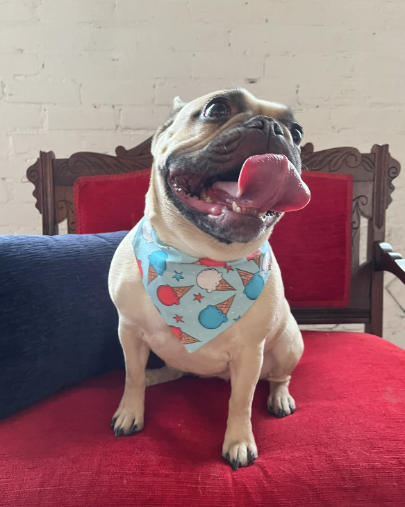 Trendy 4th of July Dog Bandanas – Briggs and Rory