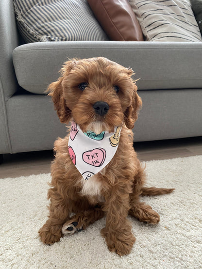 Conversation Heart Dog Bandana