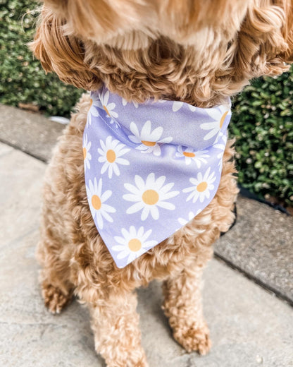 Puppy wearing Purple Daisy Dog Bandana