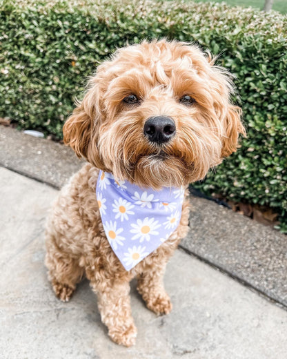 Cavapoo wearing Purple Daisy Dog Bandana