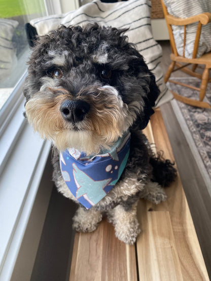 Dog wearing Shark Over the Collar Dog Bandana