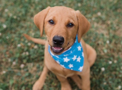 Golden Lab waering Stars and Stripes Reversible Dog Bandana