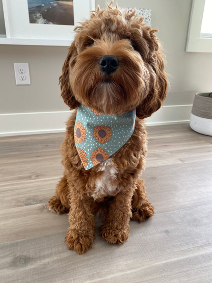 Cavapoo wearing Sunflower Dog Bandana