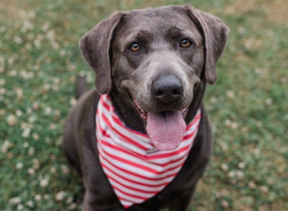 Silver Lab wearing Stars and Stripes Reversible Dog Bandana