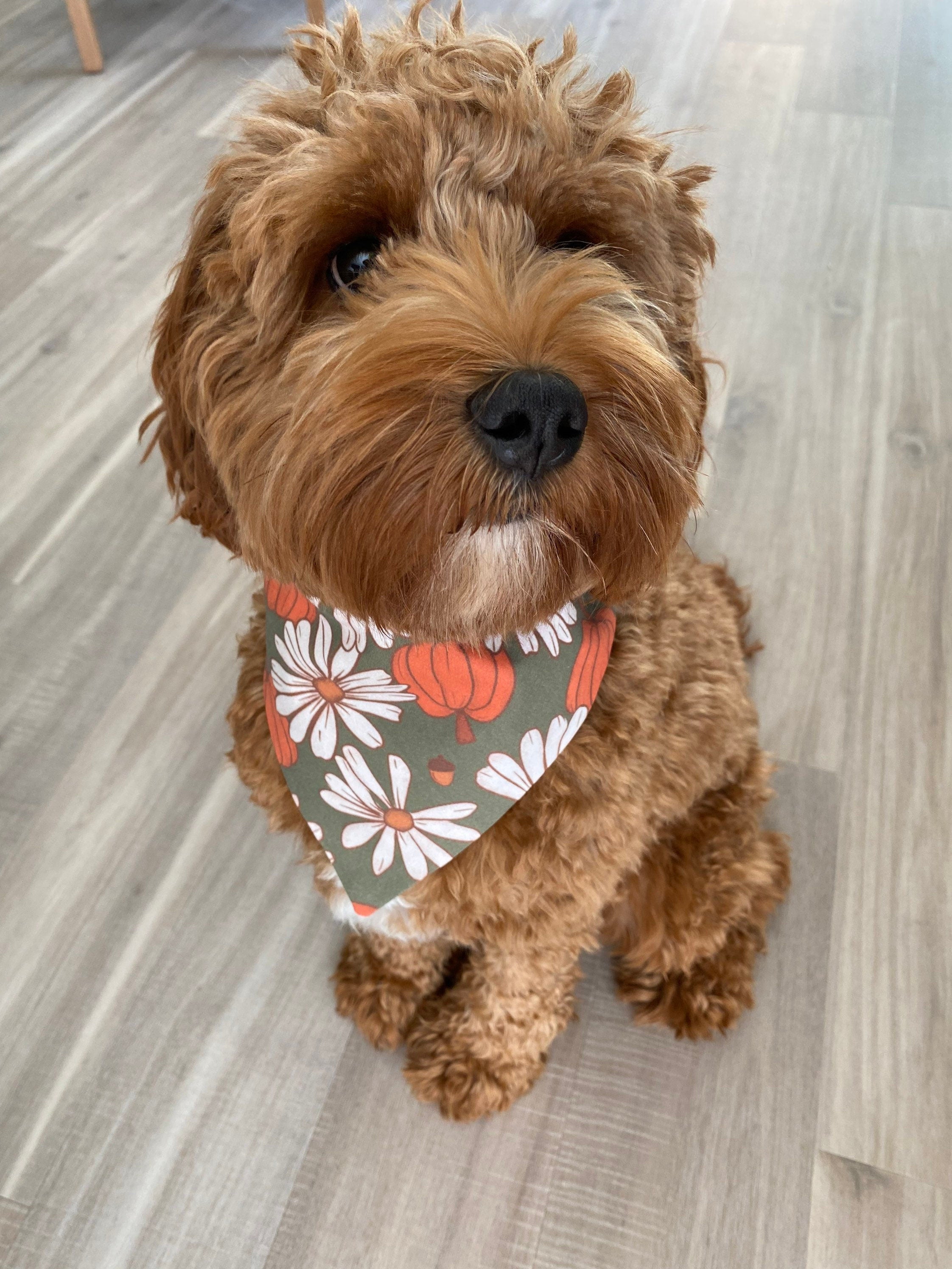 Fall Daisy Pumpkin Dog Bandana