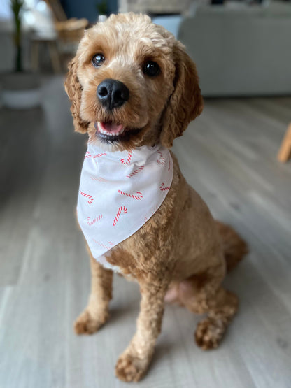 Candy Cane Over the Collar Dog Bandana